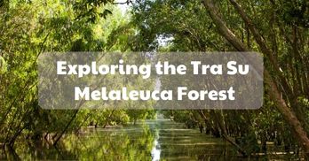 Exploring the tranquil beauty of Tra Su Melaleuca Forest - Handspan Travel Indochina